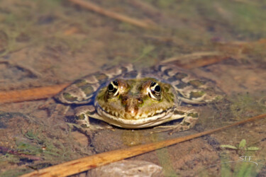 Photographie intitulée "Grenouille du Biodi…" par Stéphane Etienne, Œuvre d'art originale