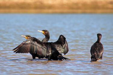 Photographie intitulée "Les cormorans." par Stéphane Etienne, Œuvre d'art originale