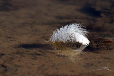 Photography titled "Le destin d'une plu…" by Stéphane Etienne, Original Artwork