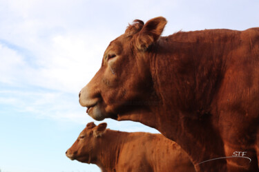 Photography titled "Le taureau et une v…" by Stéphane Etienne, Original Artwork