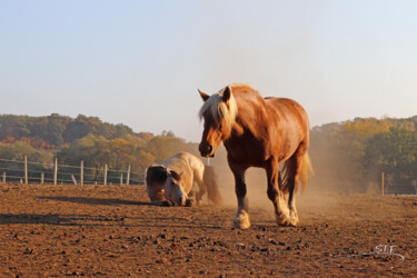Photography titled "L'enclos à chevaux…" by Stéphane Etienne, Original Artwork, Digital Photography