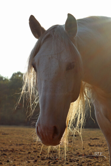 Photography titled "L'enclos à chevaux…" by Stéphane Etienne, Original Artwork, Digital Photography