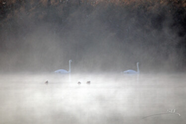 Photographie intitulée "Cygne dans la brume…" par Stéphane Etienne, Œuvre d'art originale, Photographie numérique