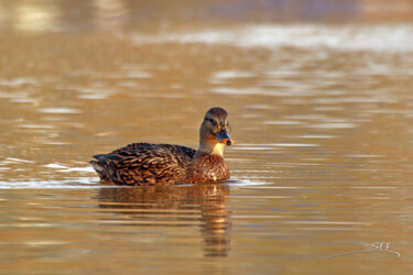 Photography titled "Quand les canards j…" by Stéphane Etienne, Original Artwork, Digital Photography