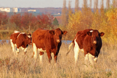 Photography titled "Les vaches raccord…" by Stéphane Etienne, Original Artwork, Digital Photography