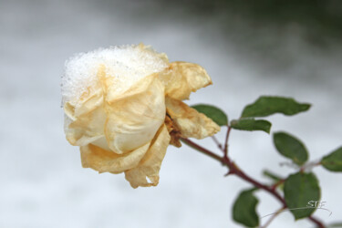 Photographie intitulée "Rose d'hiver." par Stéphane Etienne, Œuvre d'art originale, Photographie numérique