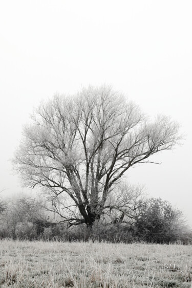 Photographie intitulée "L'arbre de givre re…" par Stéphane Etienne, Œuvre d'art originale, Photographie numérique