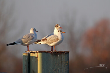 Photography titled "Mouettes rieuses." by Stéphane Etienne, Original Artwork, Digital Photography