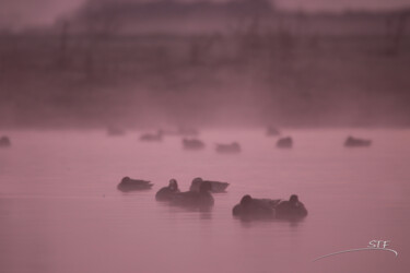 Fotografía titulada "Quand l'étang dort…" por Stéphane Etienne, Obra de arte original, Fotografía digital