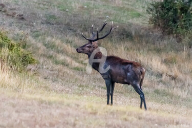 Photographie intitulée "Cerf 1 .jpg" par Stéphane Muzzin, Œuvre d'art originale