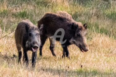 Photography titled "Duo de sangliers.jpg" by Stéphane Muzzin, Original Artwork