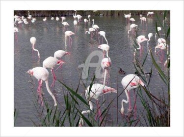 Photographie intitulée "Flamands" par Stéphane Muzzin, Œuvre d'art originale