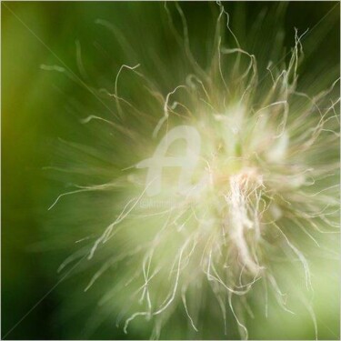 Photographie intitulée "Explosion végétale" par Stéphane Muzzin, Œuvre d'art originale