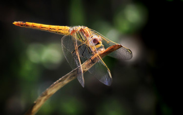 Photographie intitulée "Dragonfly resting i…" par Focal Point, Œuvre d'art originale