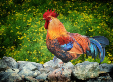 Photographie intitulée "The colourful roost…" par Focal Point, Œuvre d'art originale