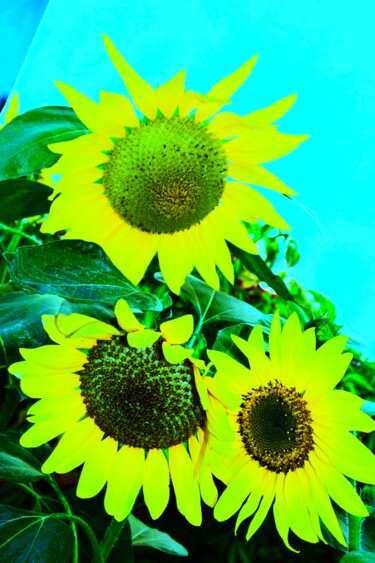 Photography titled "Sunflowers" by Stéphanie Dambry, Original Artwork, Digital Photography