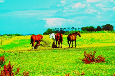 Photography titled "Horses" by Stéphanie Dambry, Original Artwork, Digital Photography