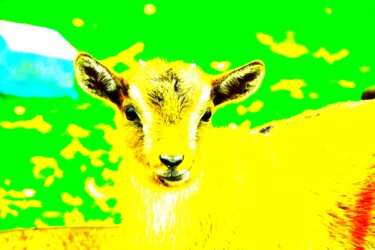 Photographie intitulée "Baby goat" par Stéphanie Dambry, Œuvre d'art originale, Photographie numérique