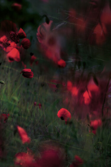 Photography titled "Mohn" by Stephanie Jung, Original Artwork, Manipulated Photography