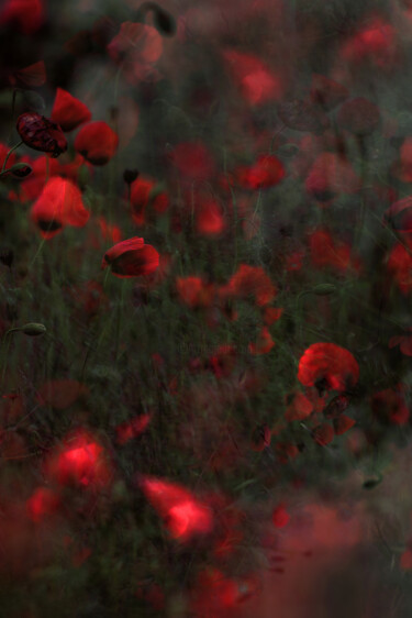 Photography titled "Mohn II" by Stephanie Jung, Original Artwork, Manipulated Photography