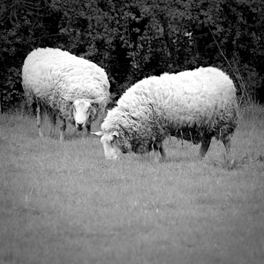 Fotografia intitolato "Paisibles moutons" da Stephanie Vanhullebus, Opera d'arte originale, Fotografia digitale