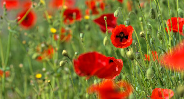 Photography titled "Coquelicots" by Stephanie Vanhullebus, Original Artwork, Digital Photography