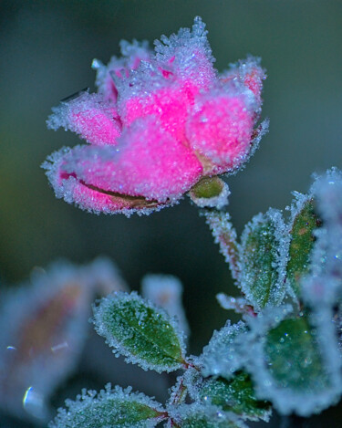 Photographie intitulée "Rose givrée" par Stephanie Vanhullebus, Œuvre d'art originale, Photographie numérique