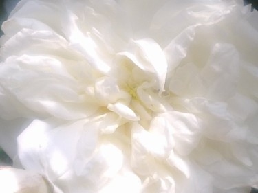 Photographie intitulée "Rose immaculée" par Steph, Œuvre d'art originale