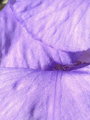 Photographie intitulée "Iris irisé" par Steph, Œuvre d'art originale