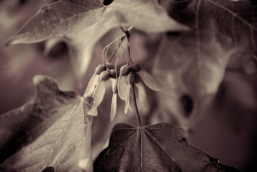 Photography titled "maple-leaves-seads.…" by Steve Gravano, Original Artwork