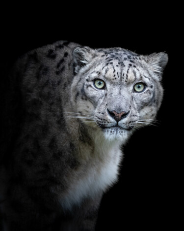 Fotografia zatytułowany „Panthère sur-prise” autorstwa Steven Dartois, Oryginalna praca, Fotografia cyfrowa