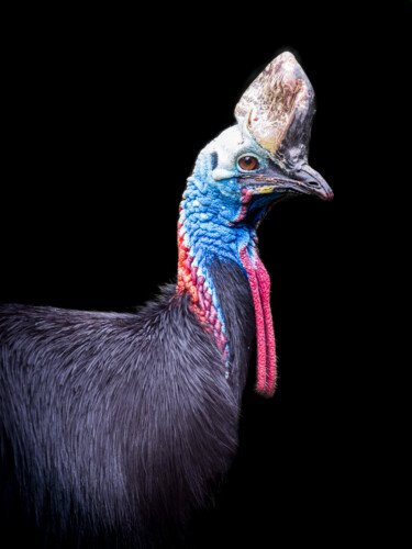 Photographie intitulée "L'oiseau casqué" par Steven Dartois, Œuvre d'art originale, Photographie numérique