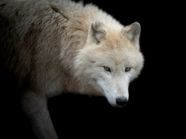 Fotografia zatytułowany „En chasse” autorstwa Steven Dartois, Oryginalna praca, Fotografia cyfrowa