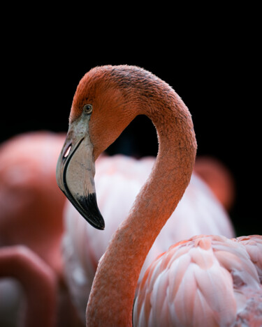 Fotografie getiteld "Flamingo 1" door Steven Dartois, Origineel Kunstwerk, Digitale fotografie