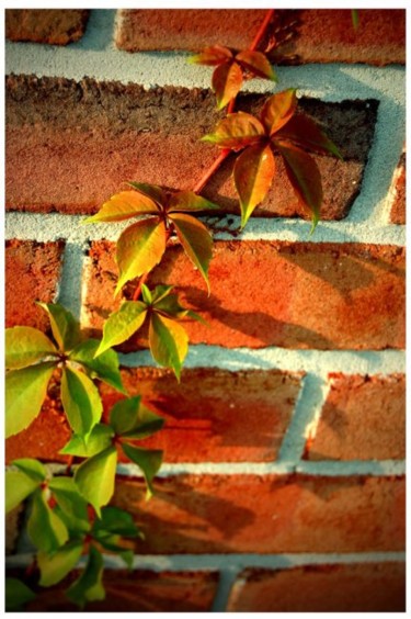 Photography titled "vine on brick" by Stolenmemoriesphotography, Original Artwork