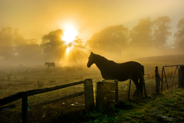 Fotografia intitolato "Horse at Sunrise on…" da Stuart Row, Opera d'arte originale, Fotografia digitale