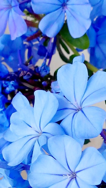 Photography titled "blue-flower.jpg" by Suleiman, Original Artwork