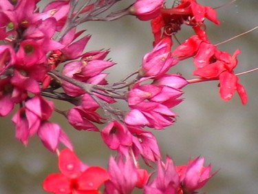 Photographie intitulée "buganvillea.jpg" par Suleiman, Œuvre d'art originale