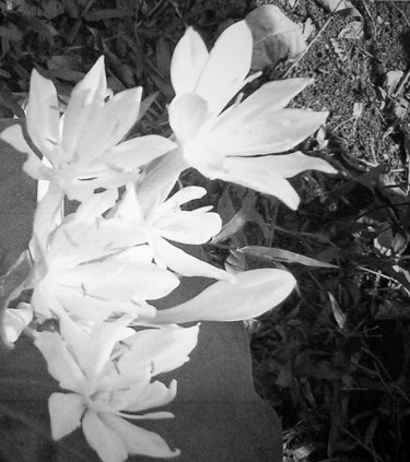 Photography titled "close-white-flowers…" by Suleiman, Original Artwork