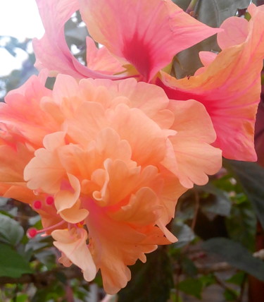 Photographie intitulée "orange-flower-close…" par Suleiman, Œuvre d'art originale