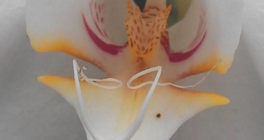 Photography titled "orchid-close-up.jpg" by Suleiman, Original Artwork