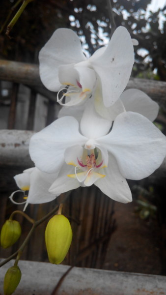 Photography titled "orchids.jpg" by Suleiman, Original Artwork