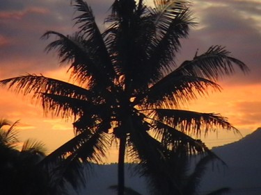 Photography titled "palm-sunset.jpg" by Suleiman, Original Artwork