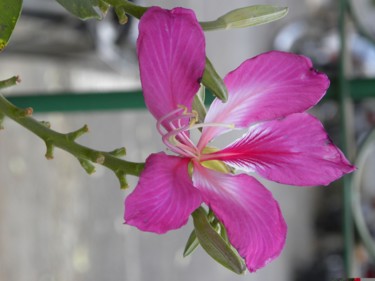 Фотография под названием "pink-flower.jpg" - Suleiman, Подлинное произведение искусства