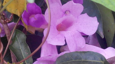 Photography titled "purple-orchid.jpg" by Suleiman, Original Artwork