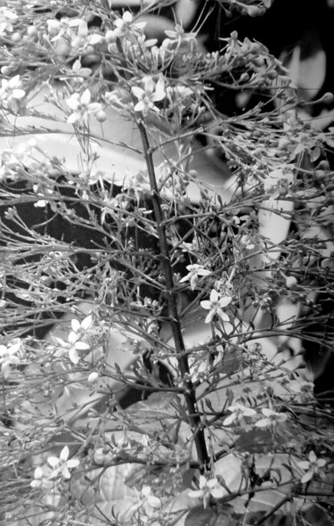 Photography titled "tree-flower-bw-indo…" by Suleiman, Original Artwork