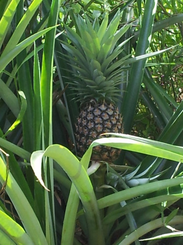 Photography titled "wild-pineapple.jpg" by Suleiman, Original Artwork