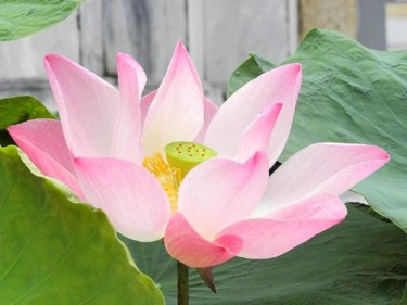 Photography titled "lotus-bangkok.jpg" by Suleiman, Original Artwork