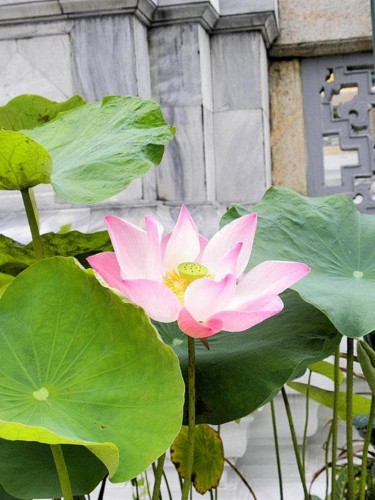 Photography titled "lotus-bangkok-2.jpg" by Suleiman, Original Artwork