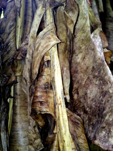 Фотография под названием "Banana-tree.jpg" - Suleiman, Подлинное произведение искусства
